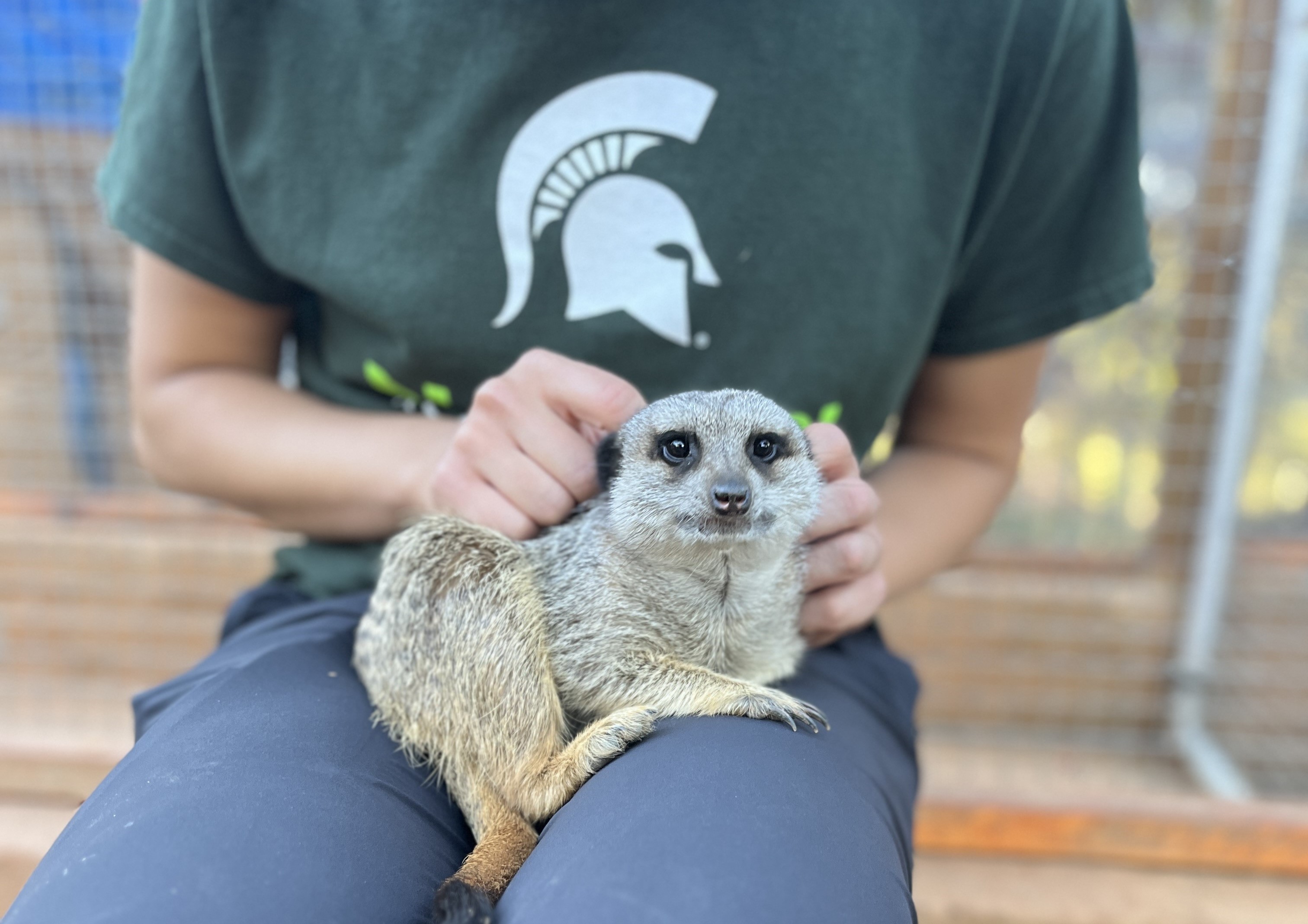 A smiling meerkat rests in the hand of an individual wearing a green t-shirt adorned with a Spartan helmet